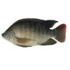 Black Tilapia Fish